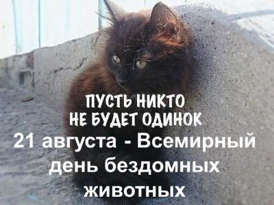 Всемирный день бездомных животных