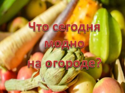 Что сегодня модно на огороде?